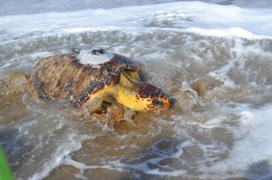 Sea Turtle Release - Sandbridge Beach - Photo Courtesy of Rebecca Garner